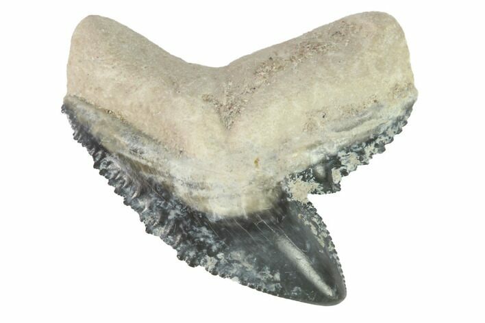 Fossil Tiger Shark Tooth - Bone Valley, Florida #145159